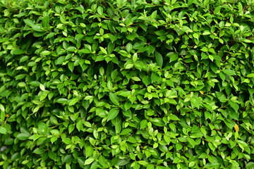 A fresh-looking green leaf wall