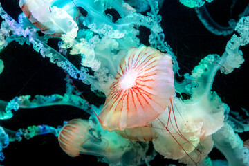 Naklejka premium The South American sea nettle jellyfish in the aquarium