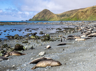Sandy Beach at Macquarie Island with seals and penguins