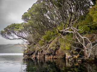 Coastline at Auckland Island