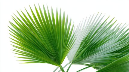 Obraz premium Premium High-Quality Close-Up of Chinese Fan Palm Leaves in Tropical Freshness Modern Authentic Nature Content for Botanical Marketing and Social Media
