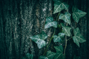A close up of dark green Common ivy leaves on an old tree trunk