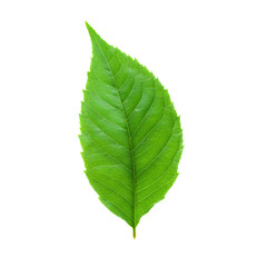 Obraz premium Single vibrant green leaf isolated on a stark black background creating contrast
