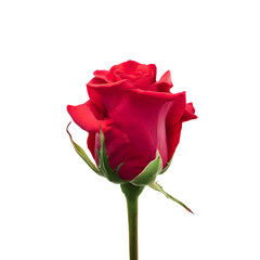 Elegant red rose blossom with velvety petals on a dark background creates a romantic ambiance