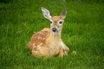 roe deer in the grass