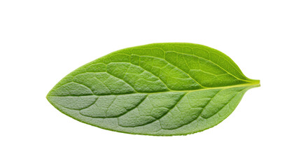 Obraz premium Single vibrant green leaf isolated on white.