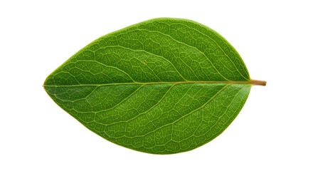 Obraz premium Single vibrant green leaf isolated on white.