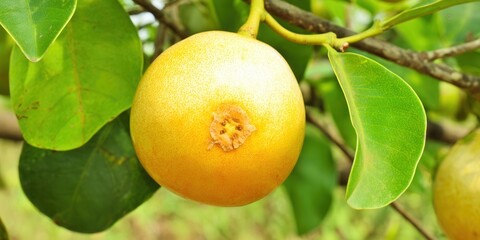 A close-up view of a ripe, yellow fruit hanging on a tree branch with vibrant green leaves.