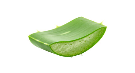 Aloe vera leaf segment fresh and green.