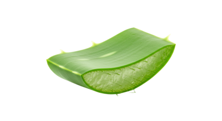 Aloe vera leaf segment fresh and green.