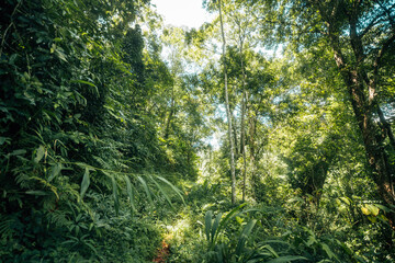 Tropical forest walkway during daytime, green nature