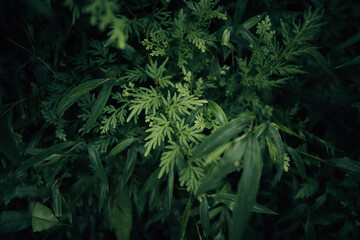 Green leaves in the forest, leaves in nature