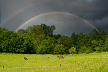 Horse on a field  in denmark