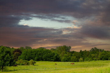 Horse on a field  in denmark
