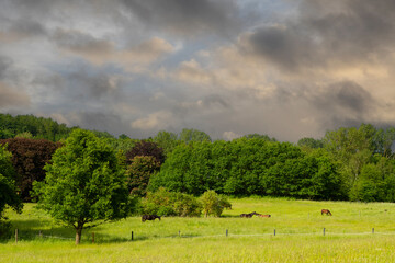 Horse on a field  in denmark