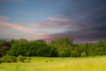Horse on a field  in denmark