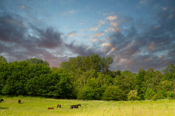 Horse on a field  in denmark