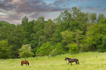 Horse on a field  in denmark