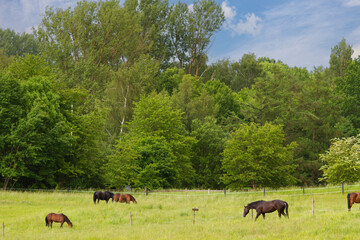 Horse on a field  in denmark