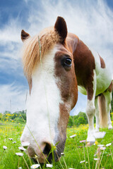 Horse on a field  in denmark