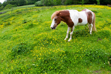 Horse on a field  in denmark