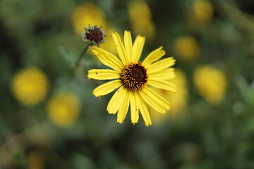 Yellow flower