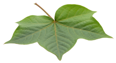 Close up view of a vibrant green leaf.