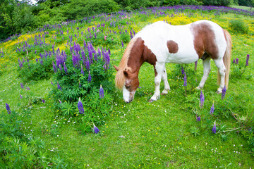Horse on a field  in denmark