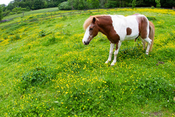 Horse on a field  in denmark