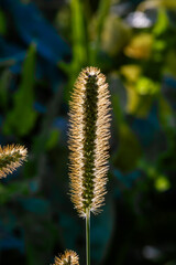 yellow foxtail lit by the golden hour sun