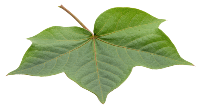 Close up view of a vibrant green leaf.