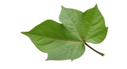 Fototapeta premium Close up view of vibrant green leaves.