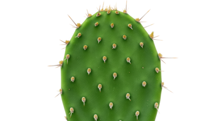 Closeup of a prickly pear cactus pad.