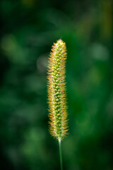 yellow foxtail against a green blurred nature background