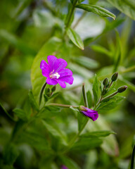 Fototapeta premium purple great willowherb flower close up