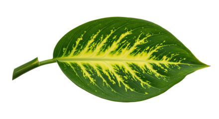 Closeup of a vibrant green and yellow leaf.