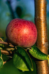 apple on a tree closeup photograph