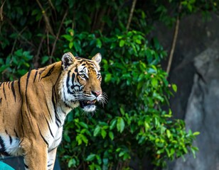 Obraz premium Tiger in jungle enclosure