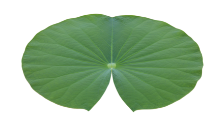 Closeup of a vibrant green lotus leaf.