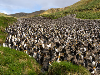 Massed Penguins at Royal Penguin Rookery, Macquarie Island