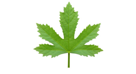 Closeup of a vibrant green palmate leaf 1.