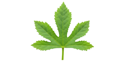 Closeup of a vibrant green palmate leaf.