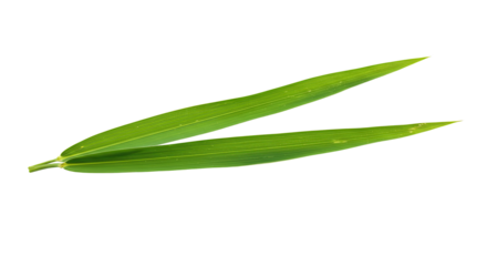 Closeup of vibrant green leaf fresh and healthy.