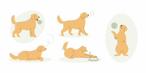 Fototapeta premium Golden retriever dog engaged in various playful activities and behaviors