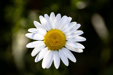 Obraz premium daisy flower closeup on a sunny summer afternoon