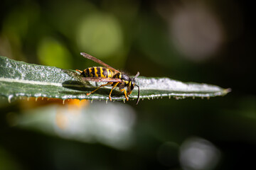 wasp walking along the long leaf on a bright sunny summer afternoon in michigan