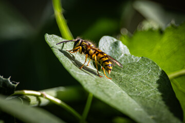 Fototapeta premium high detail macro photograph of a yellow jacket wasp walking along a leaf