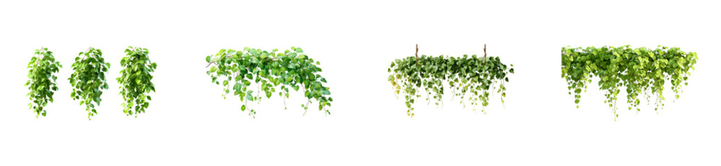 Collection of cascading green ivy plants, cut out