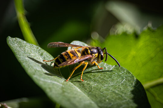 macro closeup photograph of a wasp resting on a leaf