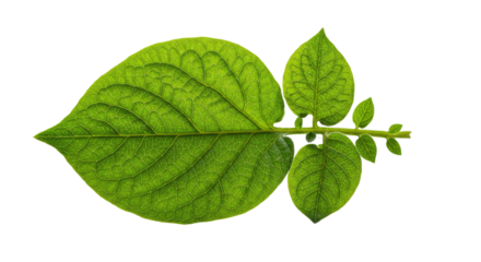 Closeup of vibrant green potato plant leaf.
